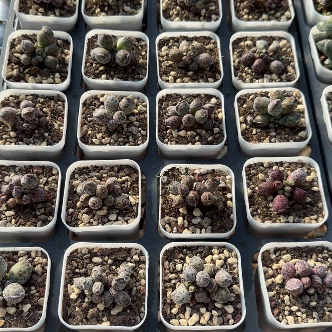 单颗达摩海豹量拍链接