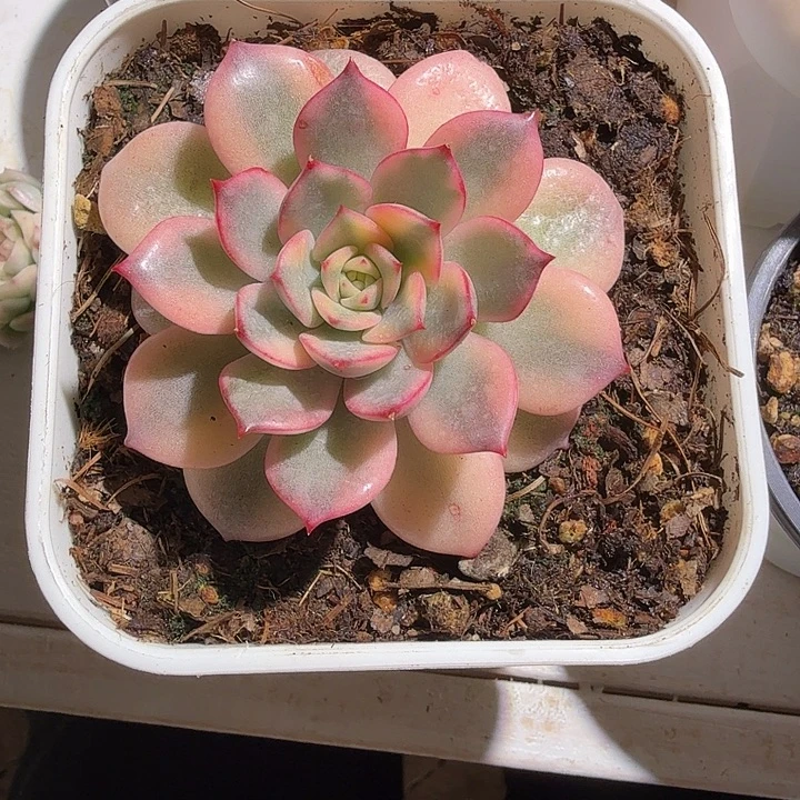 粉爱丽锦多肉植物