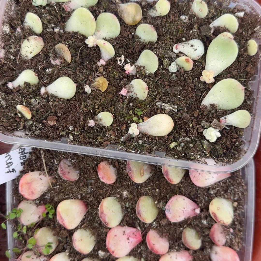 Pc7 芝麻穴1个满25包邮