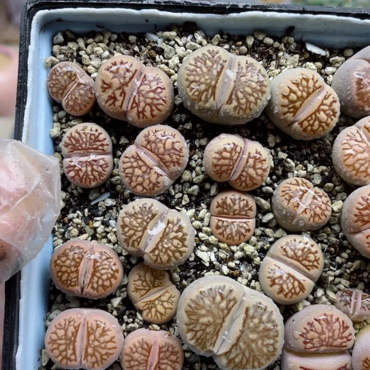 318菊化石带盆l l l l