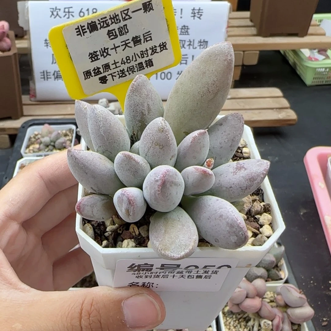 059仙桃多肉植物