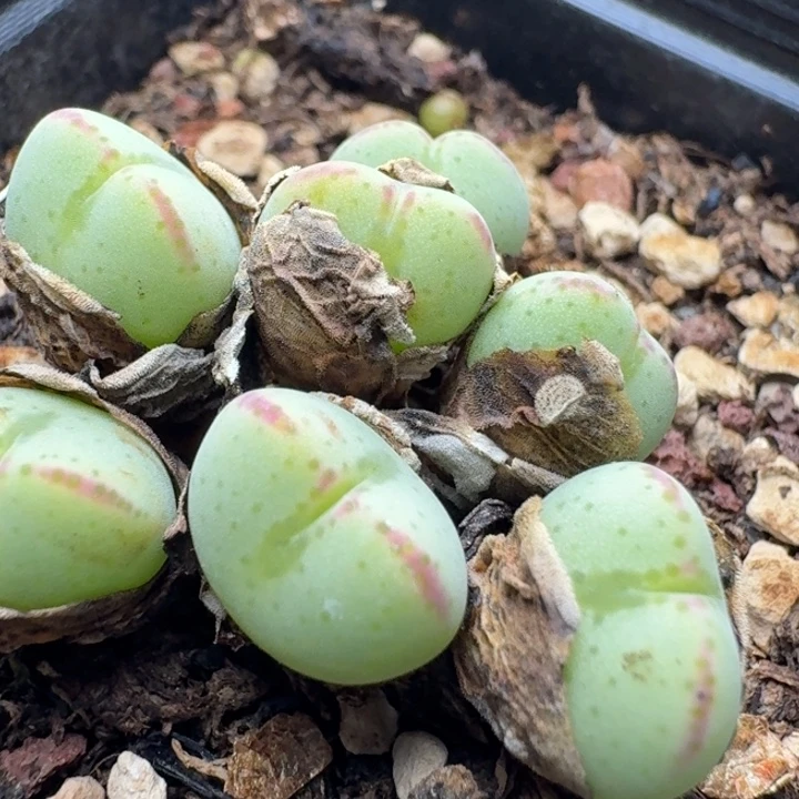 1285少将7头带盆土