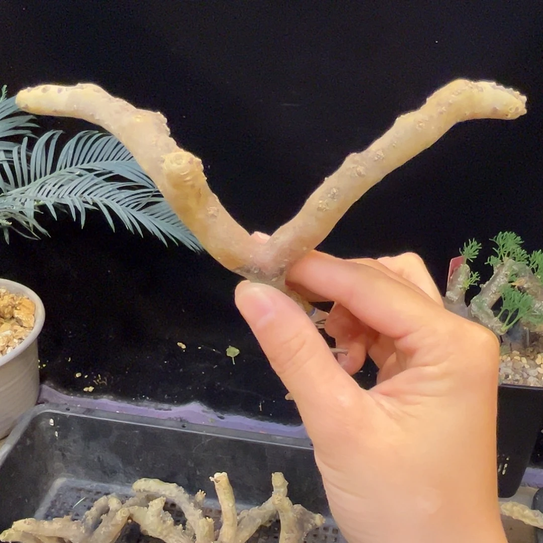 产地黑皮月界，鹿角造型