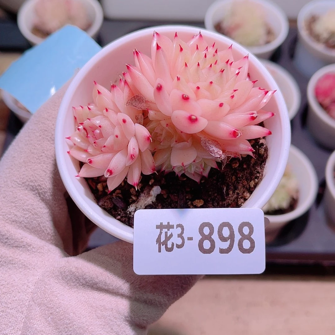 花利美3-898麦秆