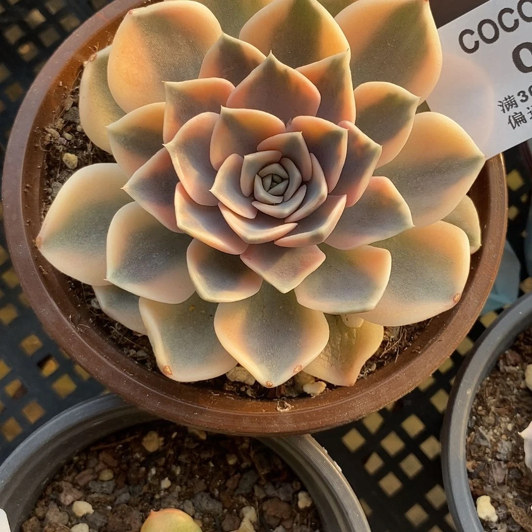 065汉堡母本炸多肉植物哇啦塞