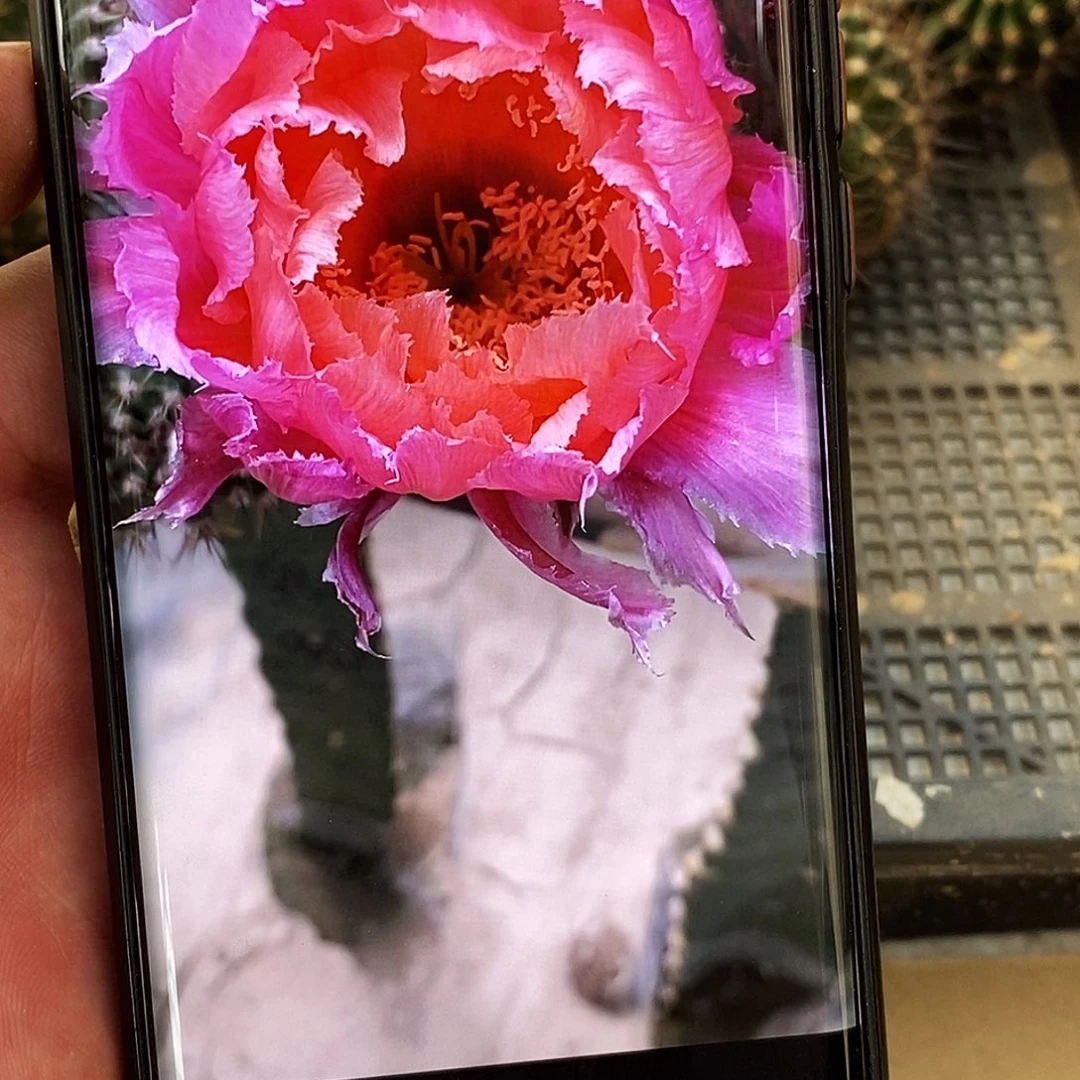 彩 062/侧芽歪20包邮/5公分