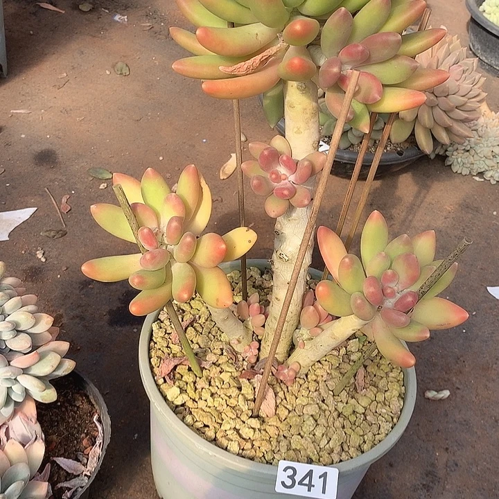 341金蟾 一物一拍多肉