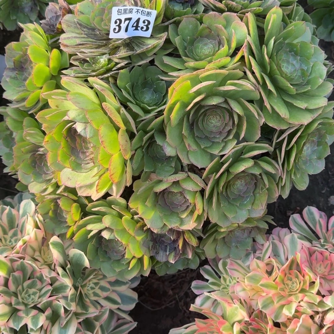 法师墨染18-6 3743