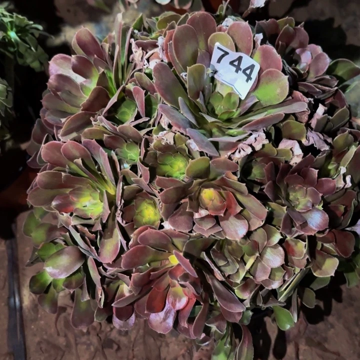 744邵修七彩多肉植物不售后