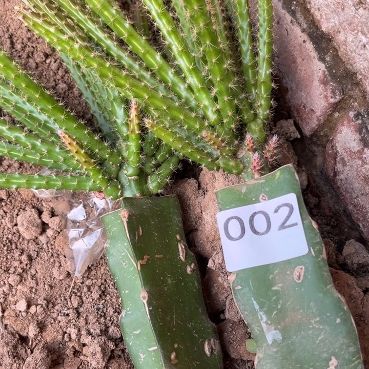 花***~粉色2棵'^_^^_^^_^002