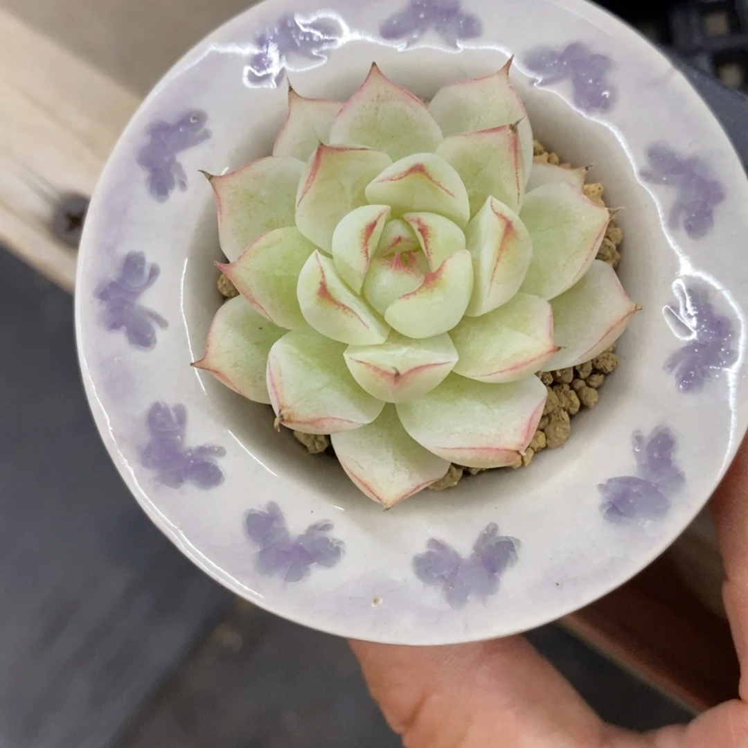 精品多肉一物拍不包整146