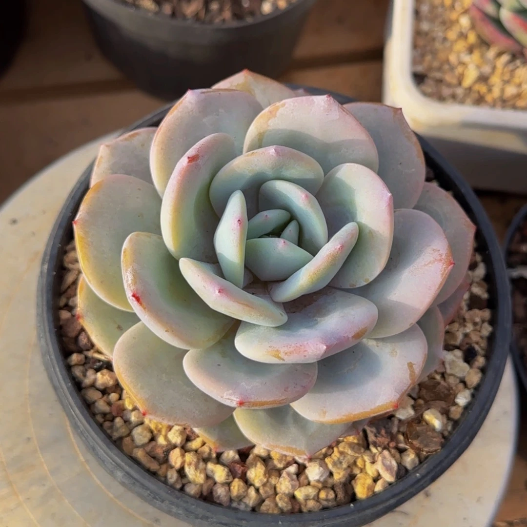 三*云南精品多肉632