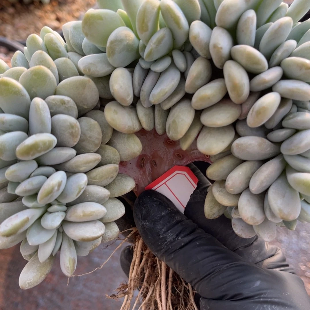 菓*12334562852565855