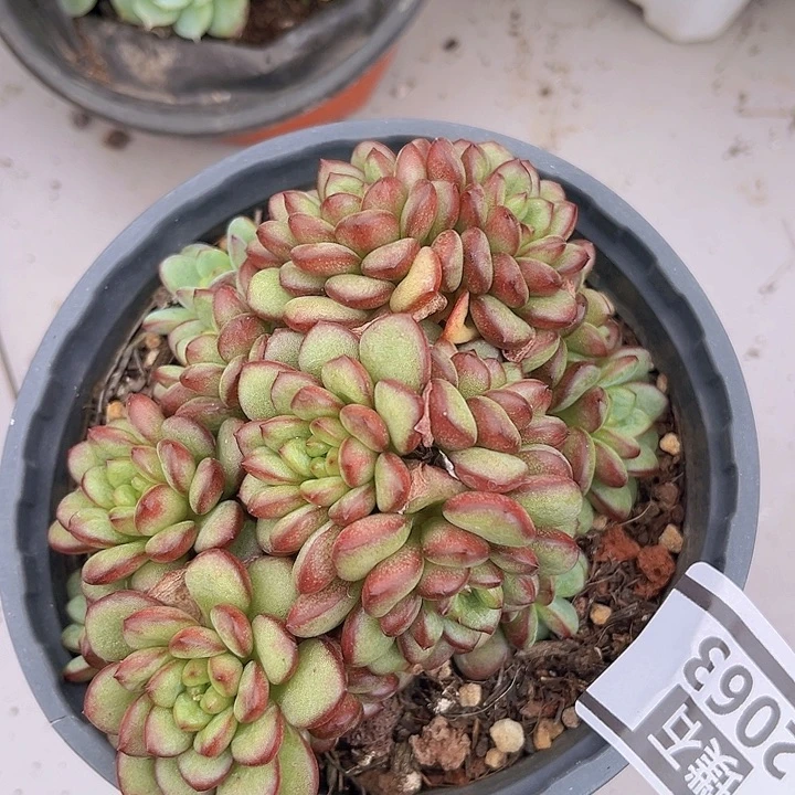 亚当2063多肉植物