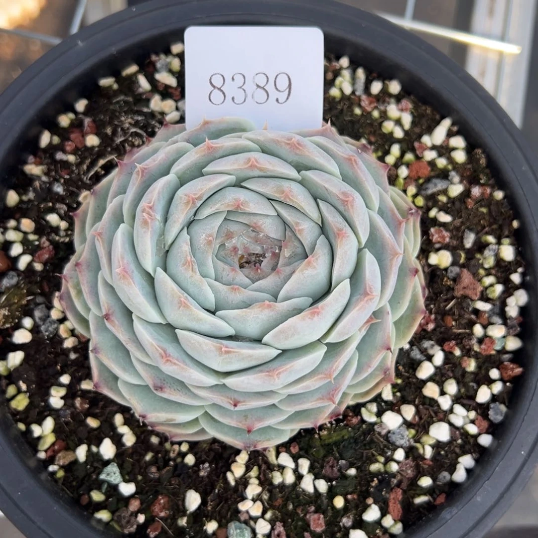 朱*8389多肉多多多多多