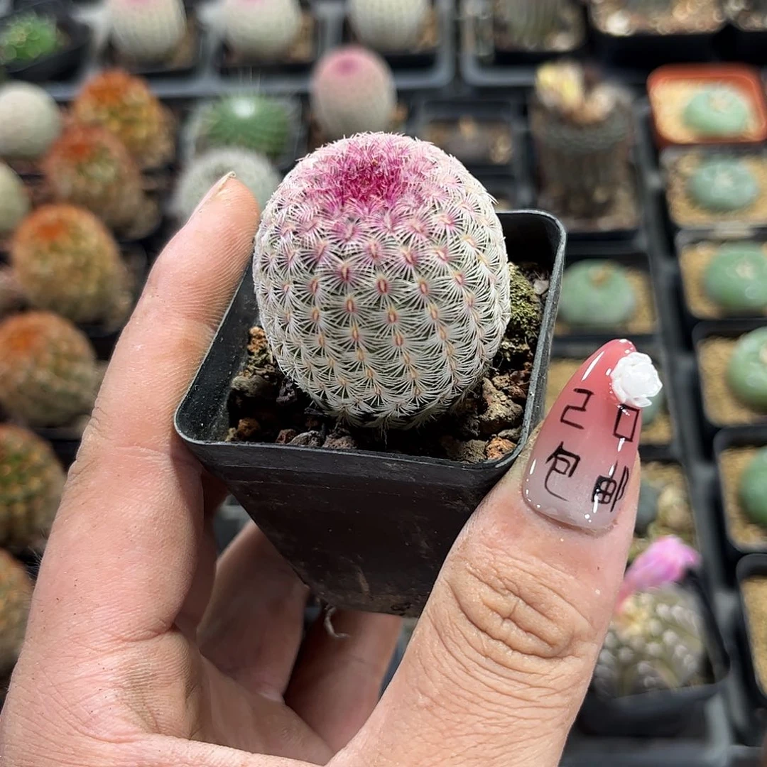 红太阳单头发货有根发货