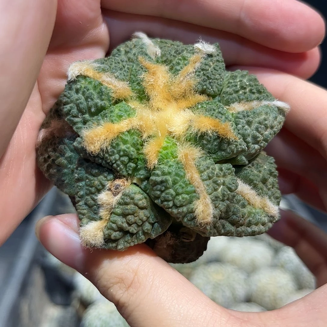 1号自根龟甲连山7