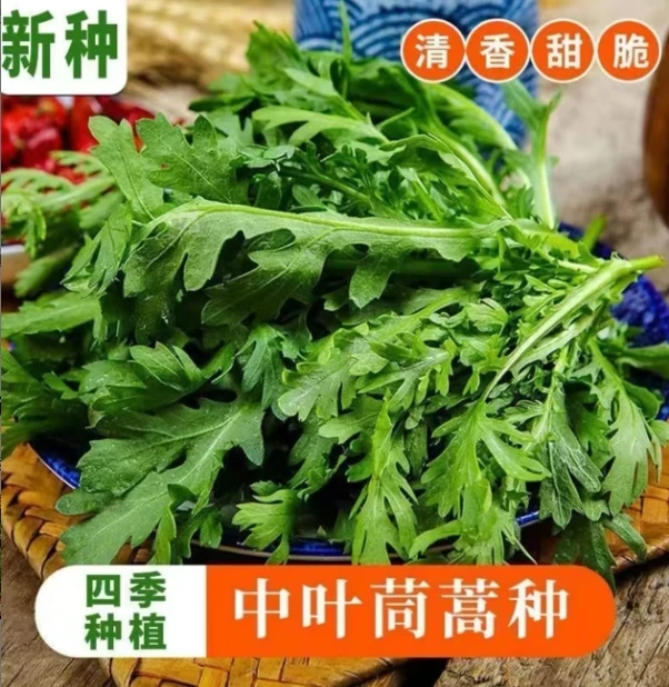 【中叶茼蒿种子】家庭种植园艺蔬菜农家四季播种