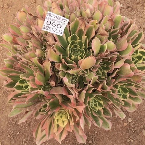 2.23-60白风多肉植物