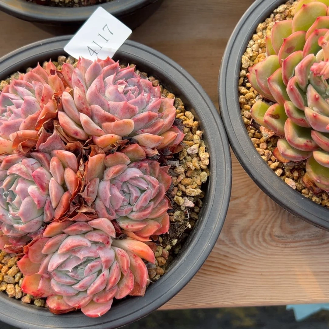 梦*?4117肉多么多么多哦哦哦