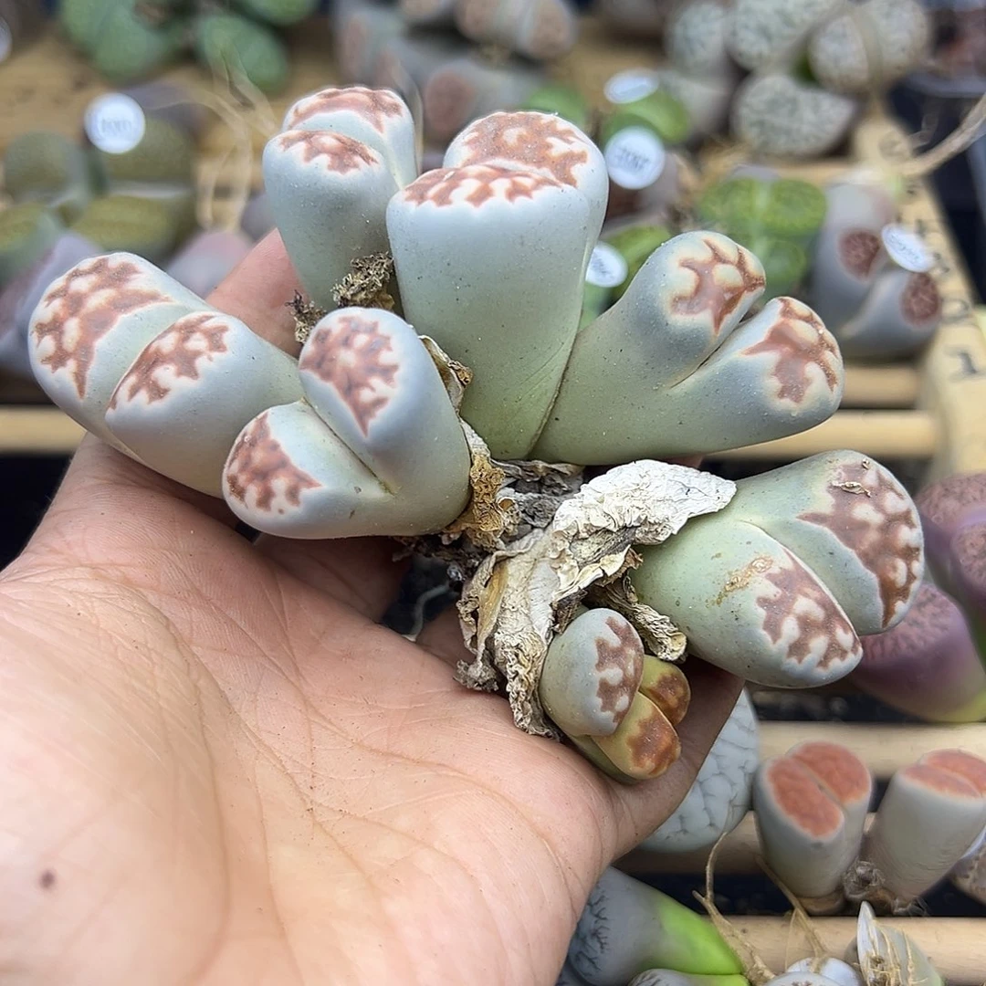 2949红窗下播福利111111