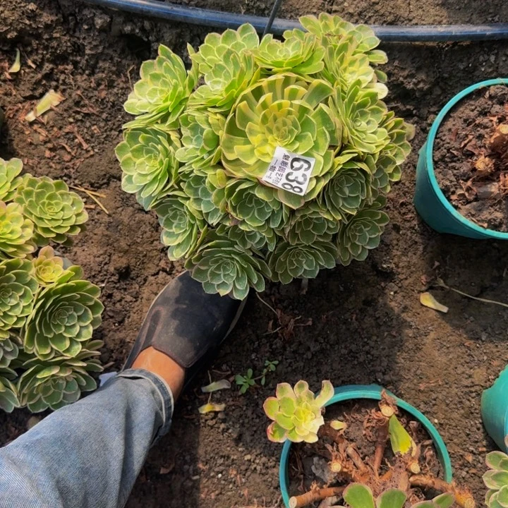 海燕花花25-47包邮花花