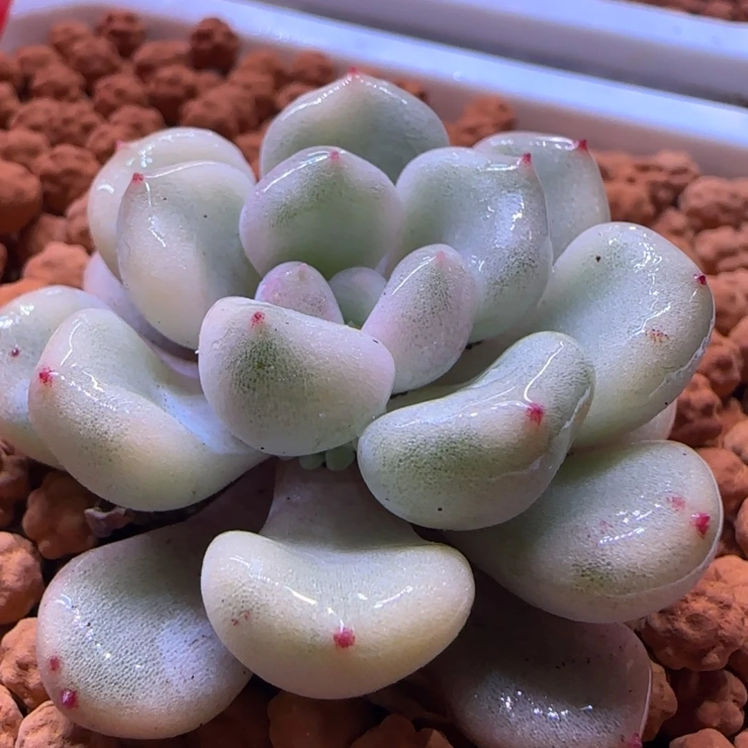 橘子球锦 多肉植物
