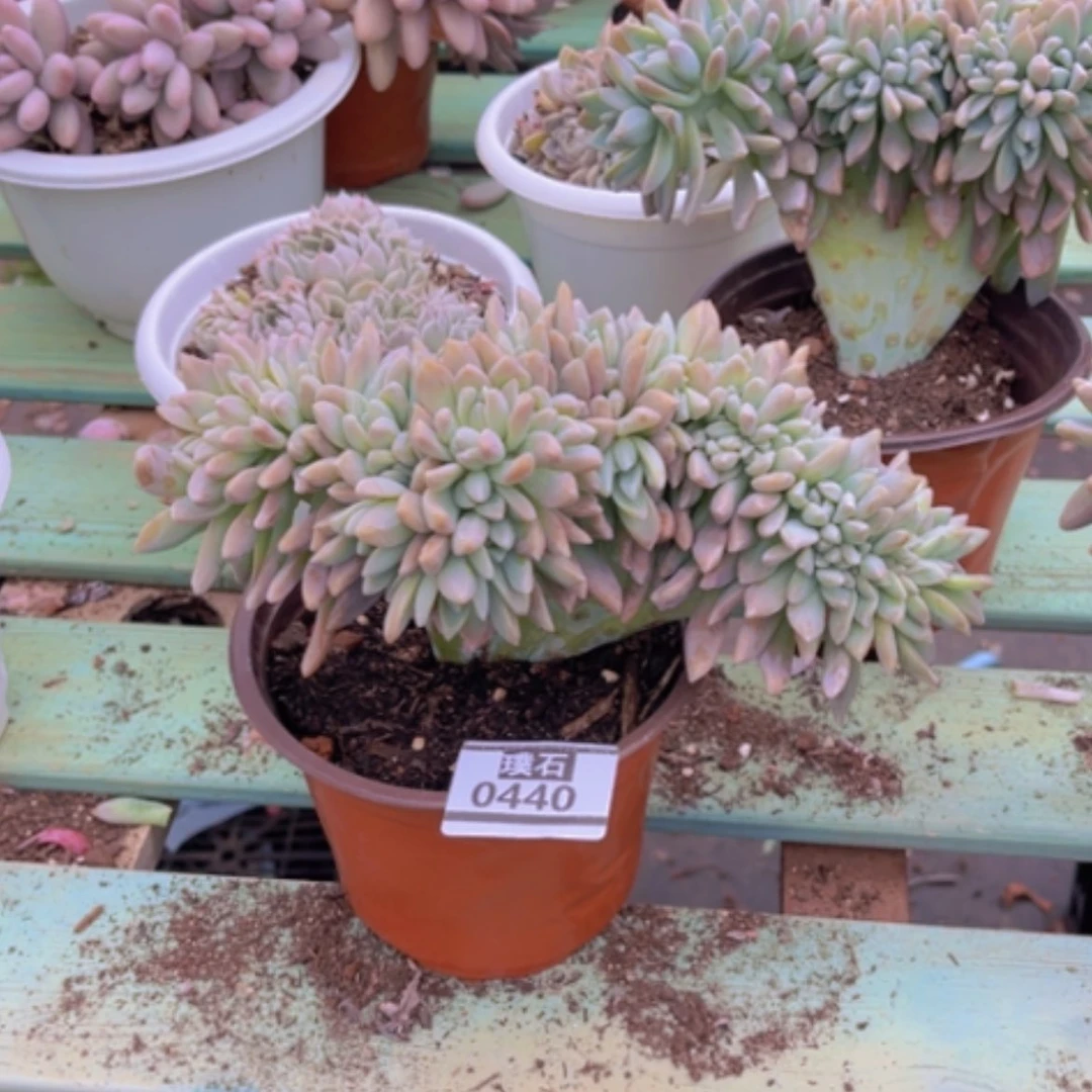 【闪购商品】淡雪缀0440