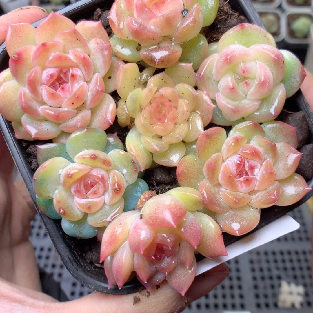 无花朵Q35yyyyyyyy