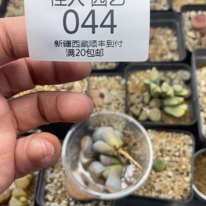 黄*佳人 园艺 上福利啦 黄喵044