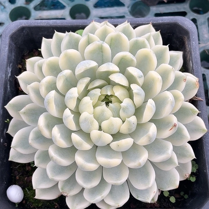 香草月影锦。锦龙一物一拍
