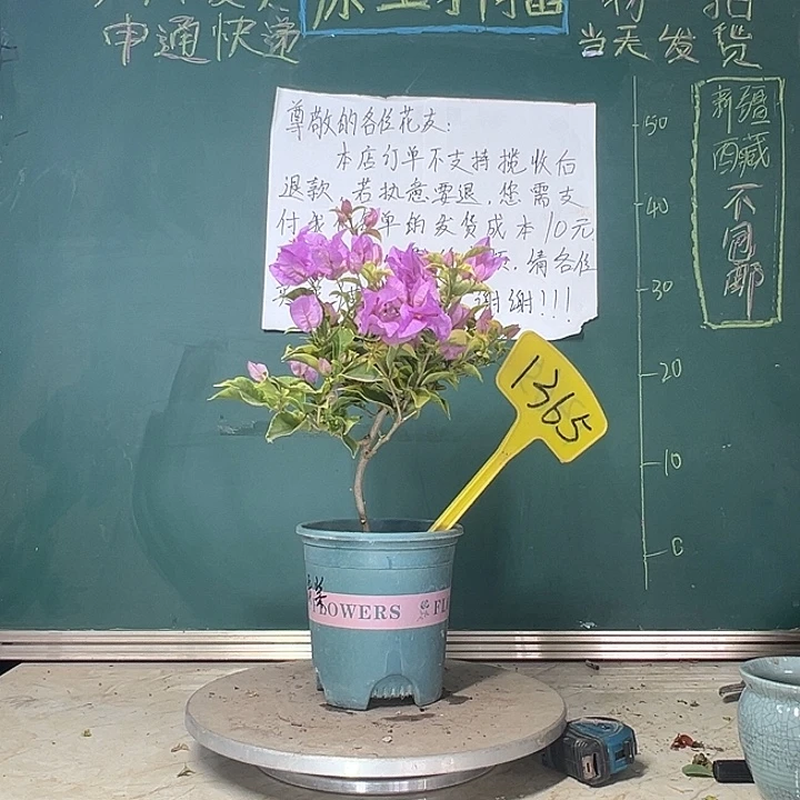 当前无花栽培后可以开花 金边浅紫  1365