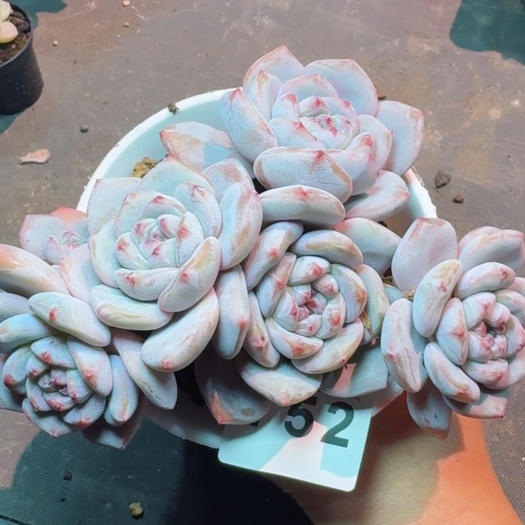 石榴籽星影           精美多肉