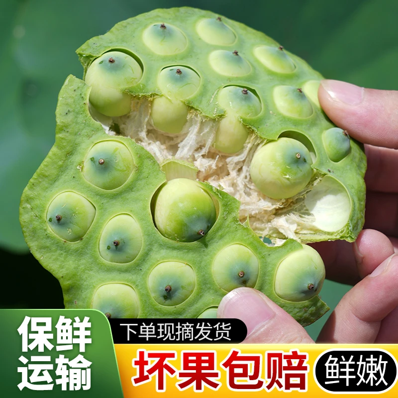 莲小花新鲜莲蓬现摘生吃水果莲子当季生鲜嫩莲蓬子带杆带芯吃微甜
