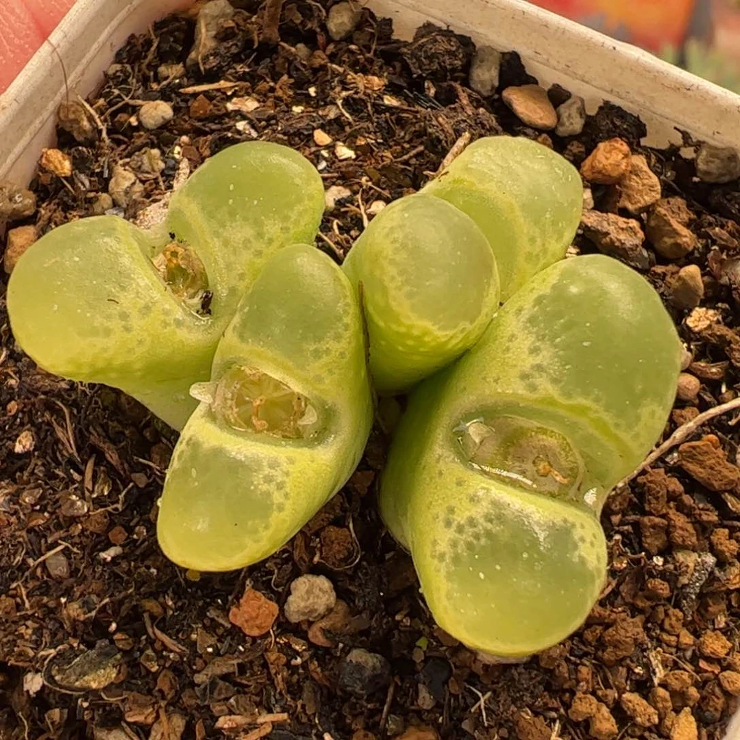 026多肉植物百科