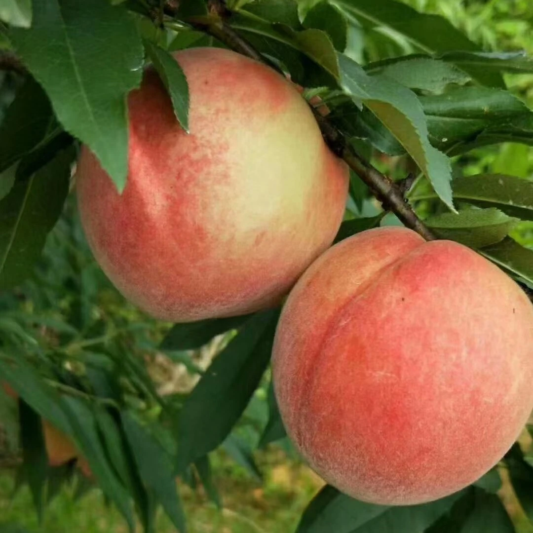 官州产区一褔建古田水蜜桃新鲜现摘自家果园直发礼盒装