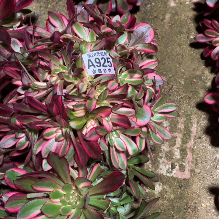 ?****?925多肉植物一物一拍