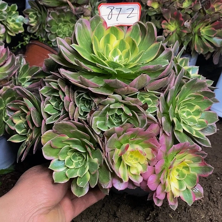 海仙老桩捧花872号