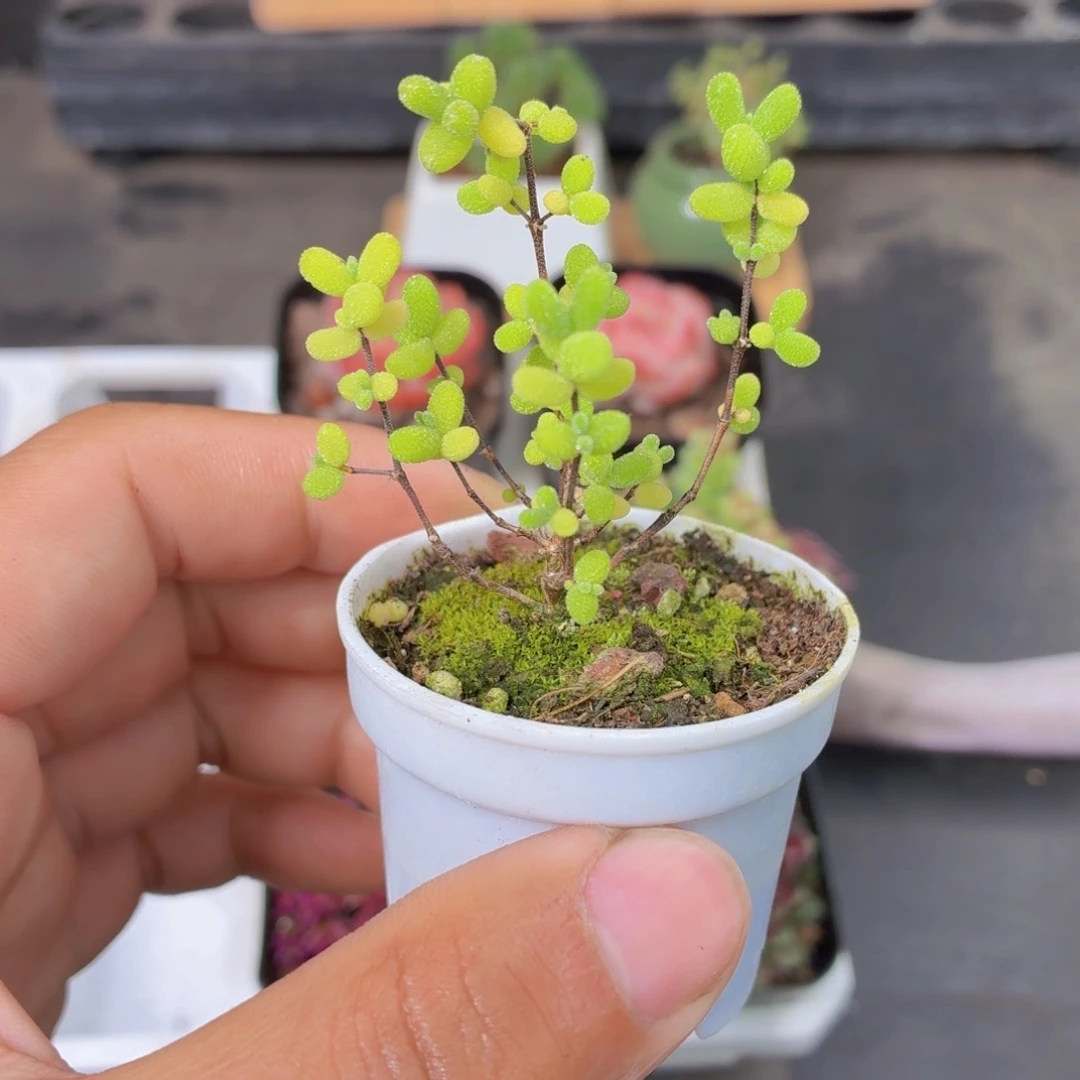 小蜜橘糖球多肉9.9包邮发货
