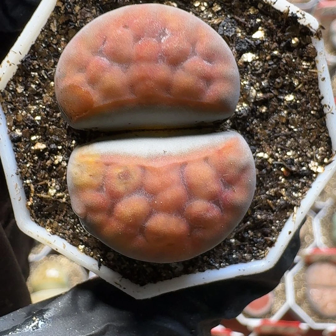 生石花23:：/。  69