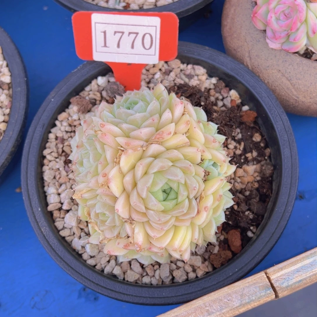 刘*6杂交1770一物一拍