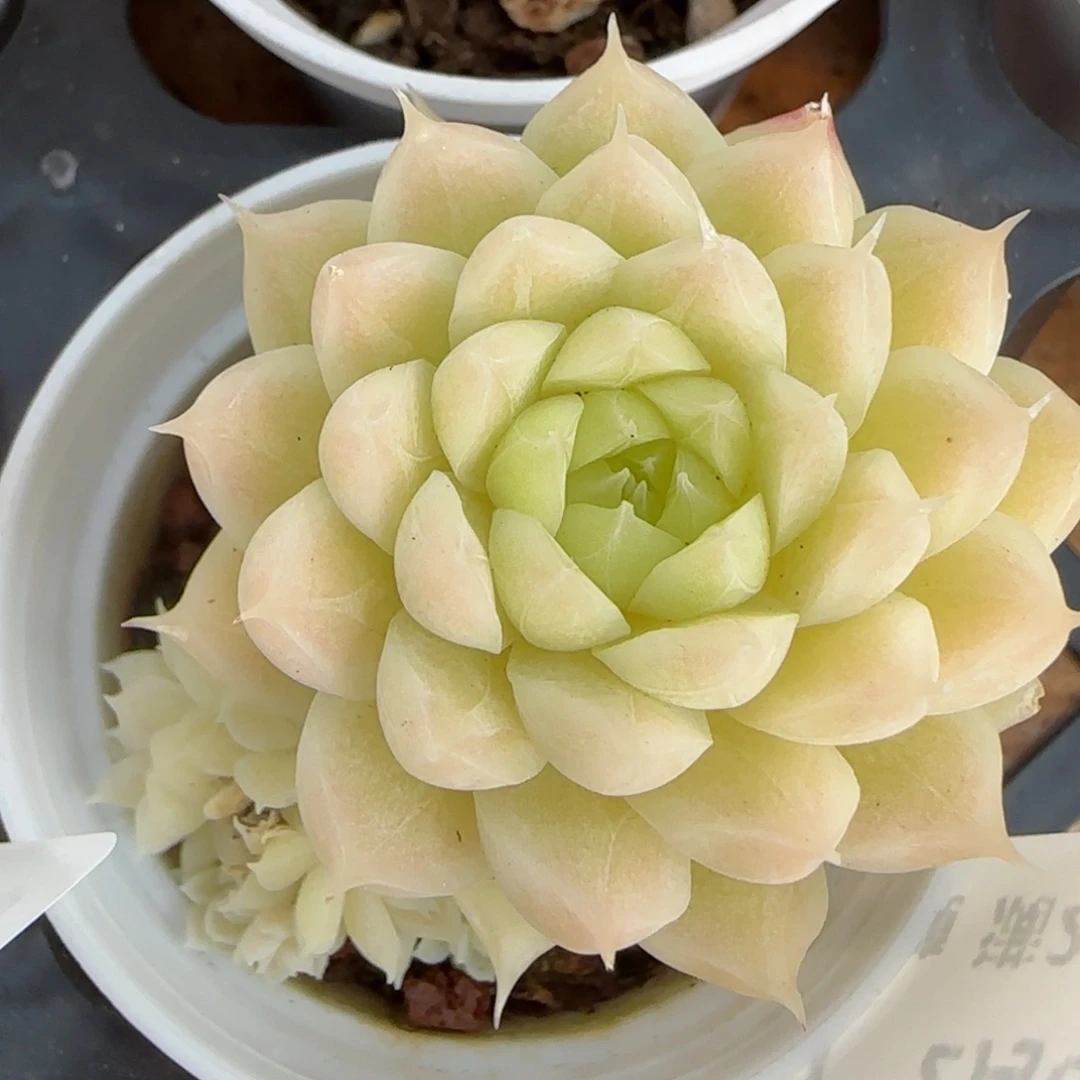 花语逸境0206-157