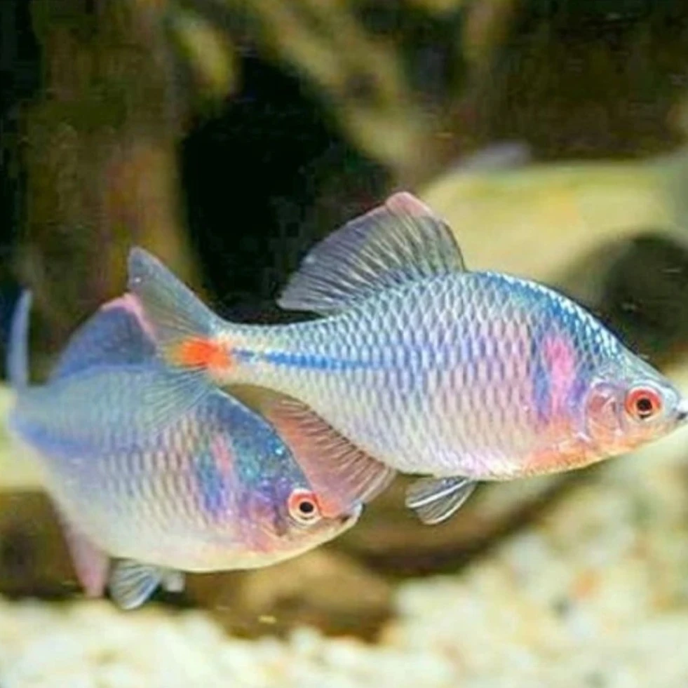 七彩高体鳑鲏鱼好养耐活冷水淡水观赏鱼可除藻群游