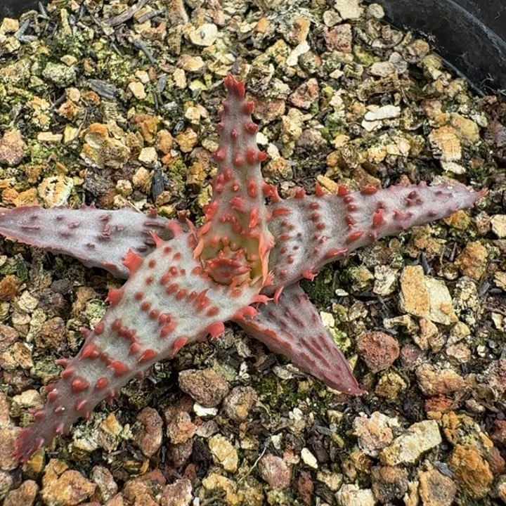 荣耀的龙多肉植物