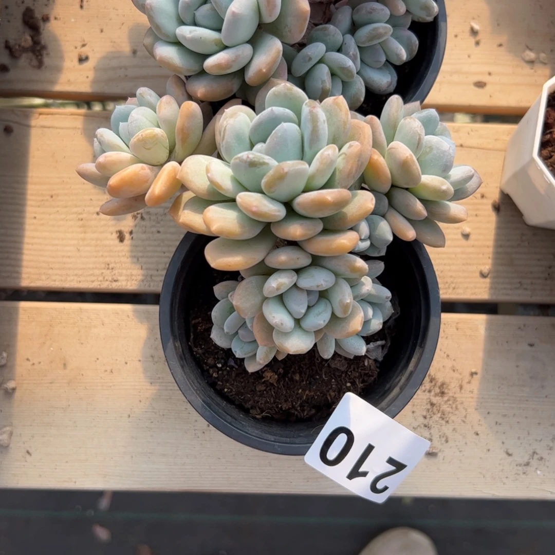 ៚***༗210 多肉植物组合盆栽