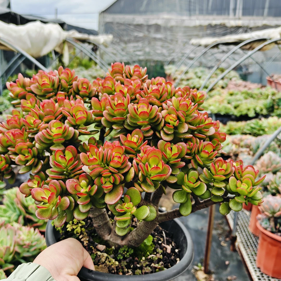 姬红花月摇钱树玉树5年老桩多肉好养适合新手（脱盆带土球发货）