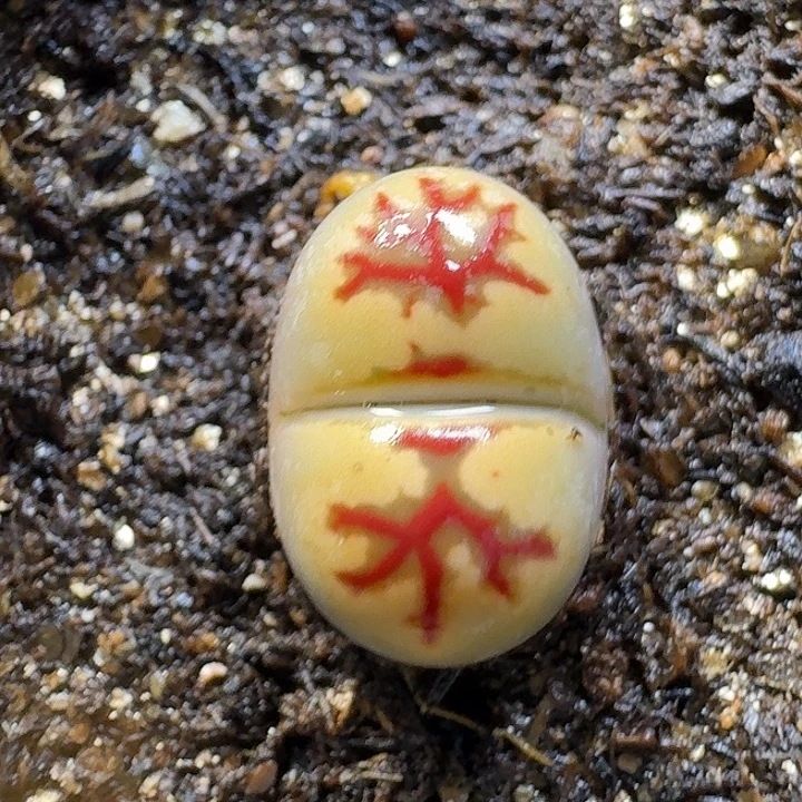 生石花33:：。  53号。1.5左右