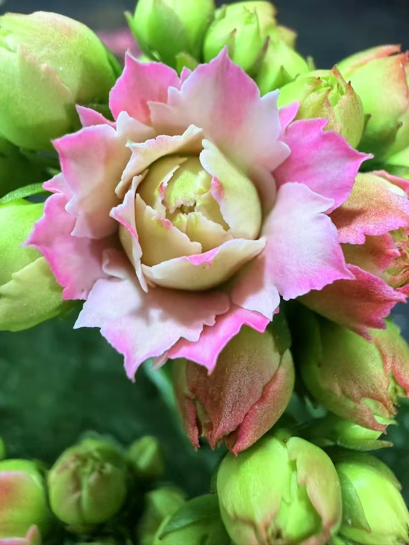 索菲亚130盆~重瓣带花苞室内客厅阳台完美懒人花卉