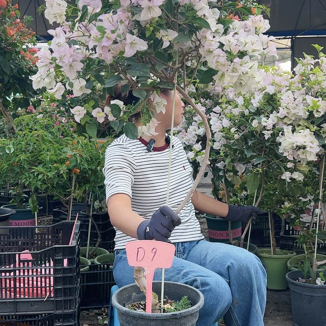 秋***盼大部分花苞少量开放D9丽娜