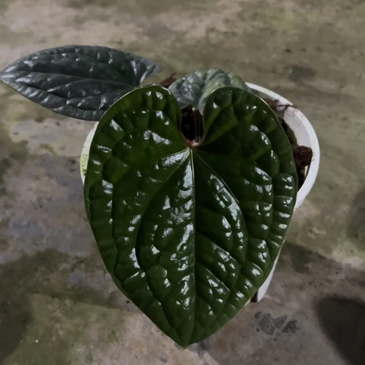 不开花植物原桩黑奢华